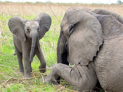African-elephants-2.jpg