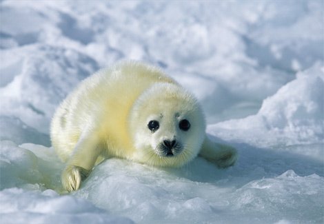 baby animals pictures. Cute Baby Animals