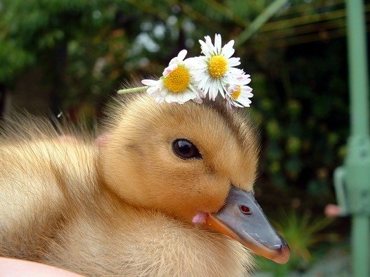 Cute Baby Animals baby animals pictures. Cute Baby Animals