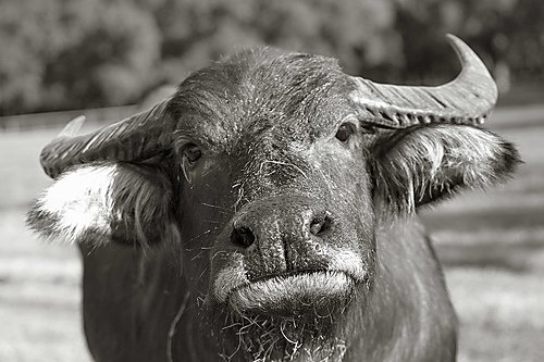Black and White Pictures of Animals Animals Zone
