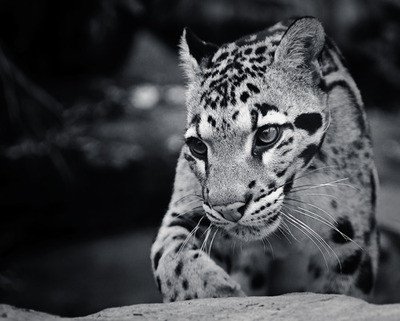 Black and White Pictures of Animals
