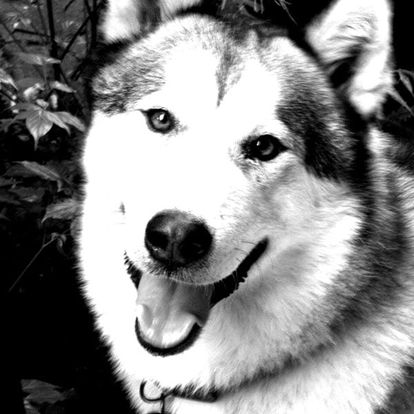 black and white photos of animals. animals in lack and white