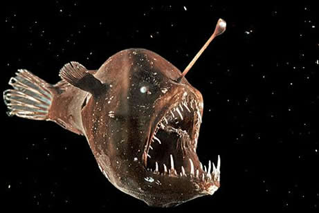 giant angler fish giant angler fish