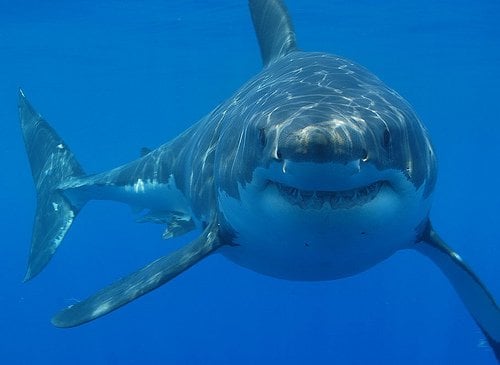 Great White Shark 1 The 10 Most Horrific Animals That Scare People 