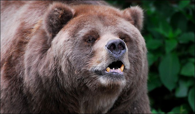 Grizzly Bear 1 The 10 Most Horrific Animals That Scare People 