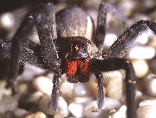 Spider 1 The 10 Most Horrific Animals That Scare People 