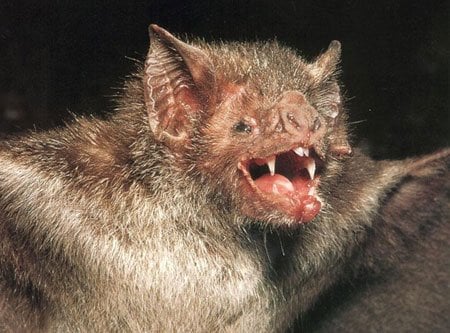 bat 1 The 10 Most Horrific Animals That Scare People 