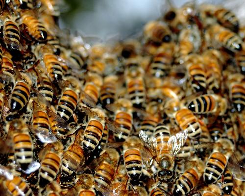 bee 1 The 10 Most Horrific Animals That Scare People 