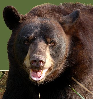 black-bear-1.jpg