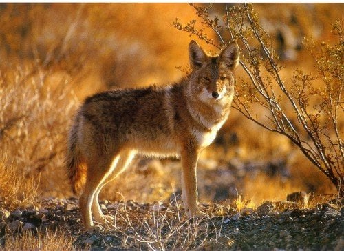 coyote 13 10 Facts You Did Not Know About Coyotes