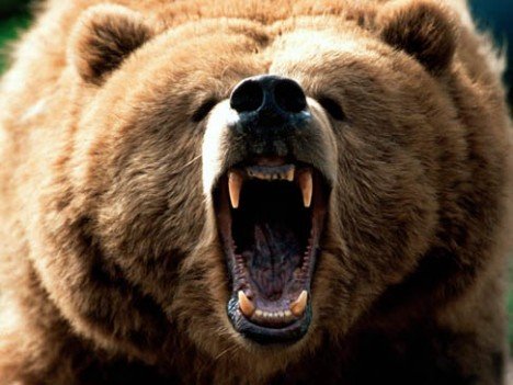 A black ear that is standing Grizzly Bear Standing. A black ear that is standing