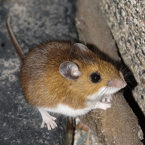 mouse 1 The 10 Most Horrific Animals That Scare People 
