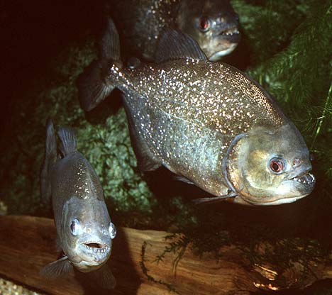 piranha 1 The 10 Most Horrific Animals That Scare People 