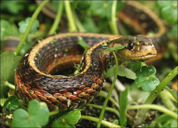 snake 1 The 10 Most Horrific Animals That Scare People 