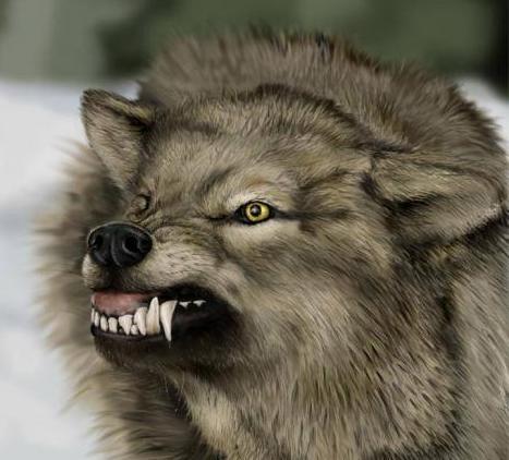 wolf 1 The 10 Most Horrific Animals That Scare People 