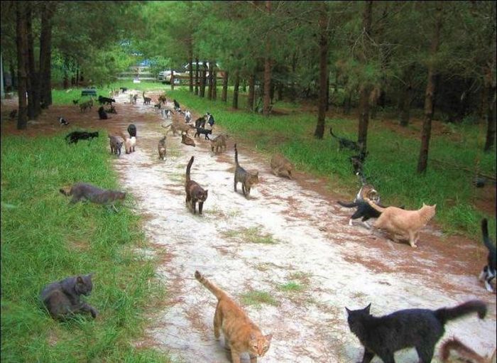 http://bambang-gene.blogspot.com-Perumahan Kucing Di Florida Yang Unik