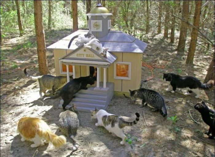 Istana Rumah Kucing