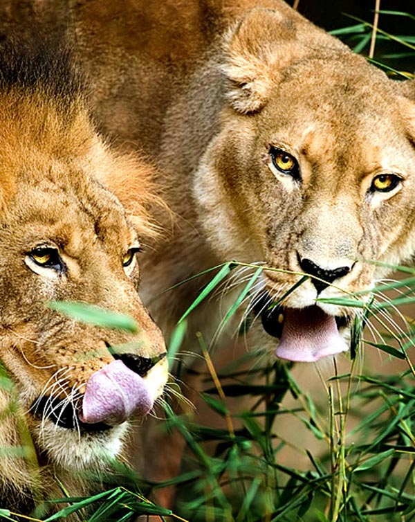 LIONS Lovely Animal Couples