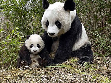 giant-pandas-1.jpg