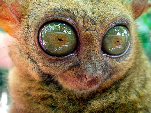 Big-Eyes-12.jpg