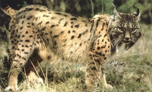 Since 2005, several female Iberian Lynxes 