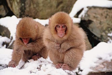  Squirrel monkey, Red hair monkey and others.