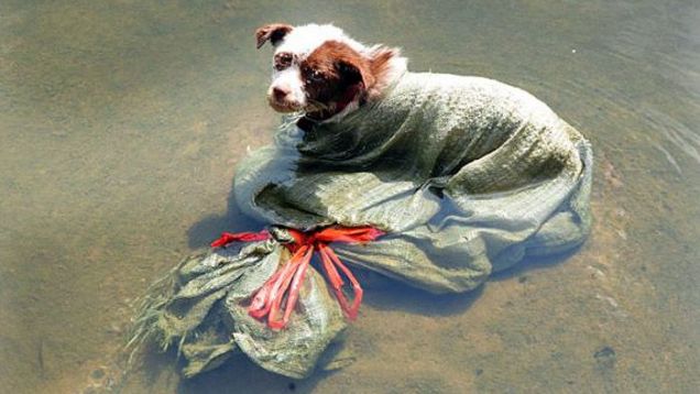 puppy saved