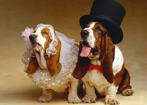 Animal Wedding Pics