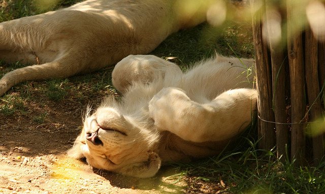 Lions Behavior