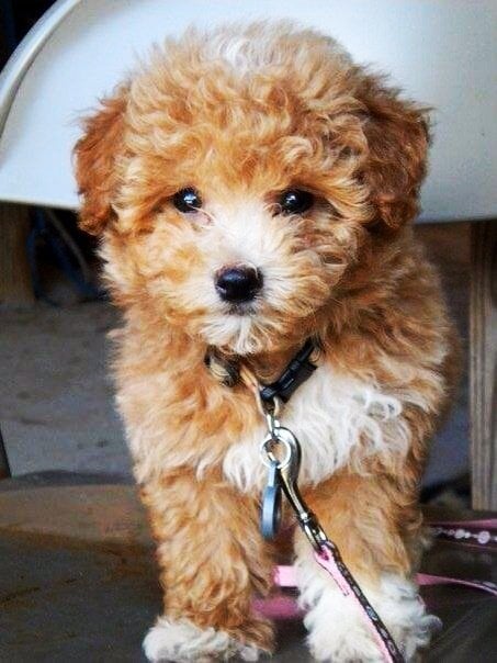 What are maltipoo puppies?