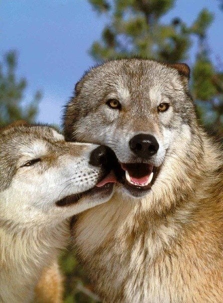 17 Photos of Adorable Animals Kissing | Animals Zone