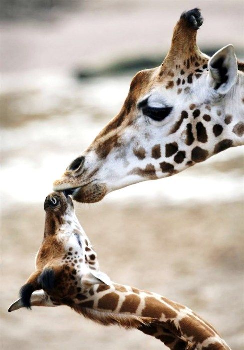17 Photos of Adorable Animals Kissing | Animals Zone
