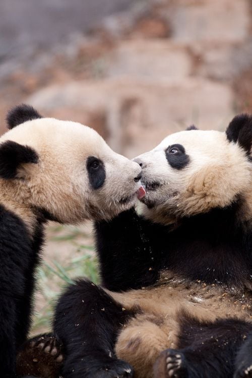 17 Photos of Adorable Animals Kissing Animals Zone