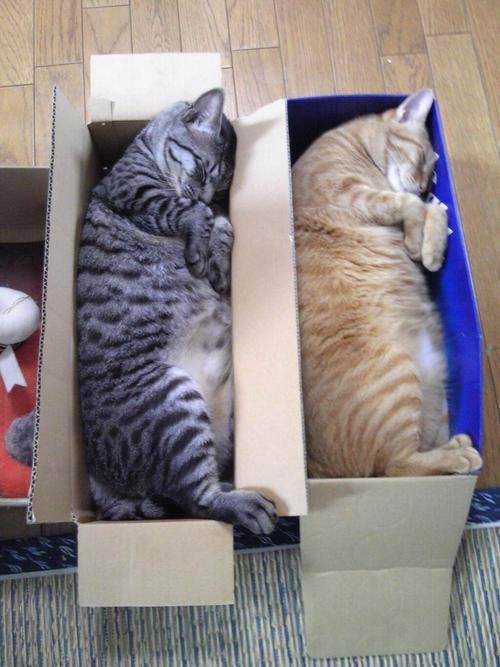 Funny Cats Sleeping in Weird Places | Animals Zone