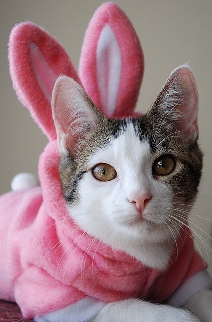 Adorable Dogs and Cats Dressed Up for Easter | Animals Zone