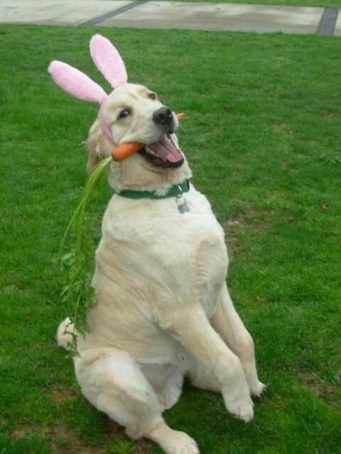 Adorable Dogs and Cats Dressed Up for Easter | Animals Zone