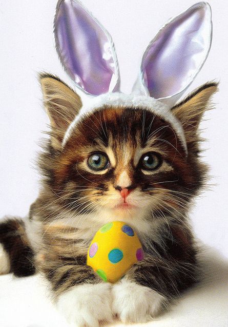 Adorable Dogs and Cats Dressed Up for Easter | Animals Zone