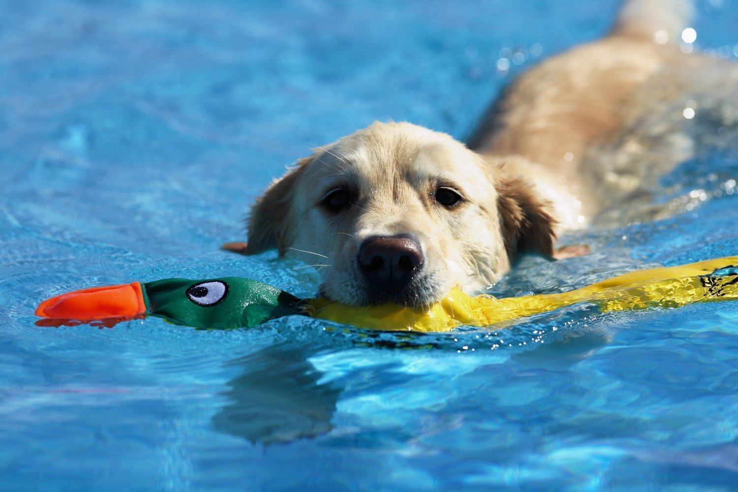 swimming dog bath toy