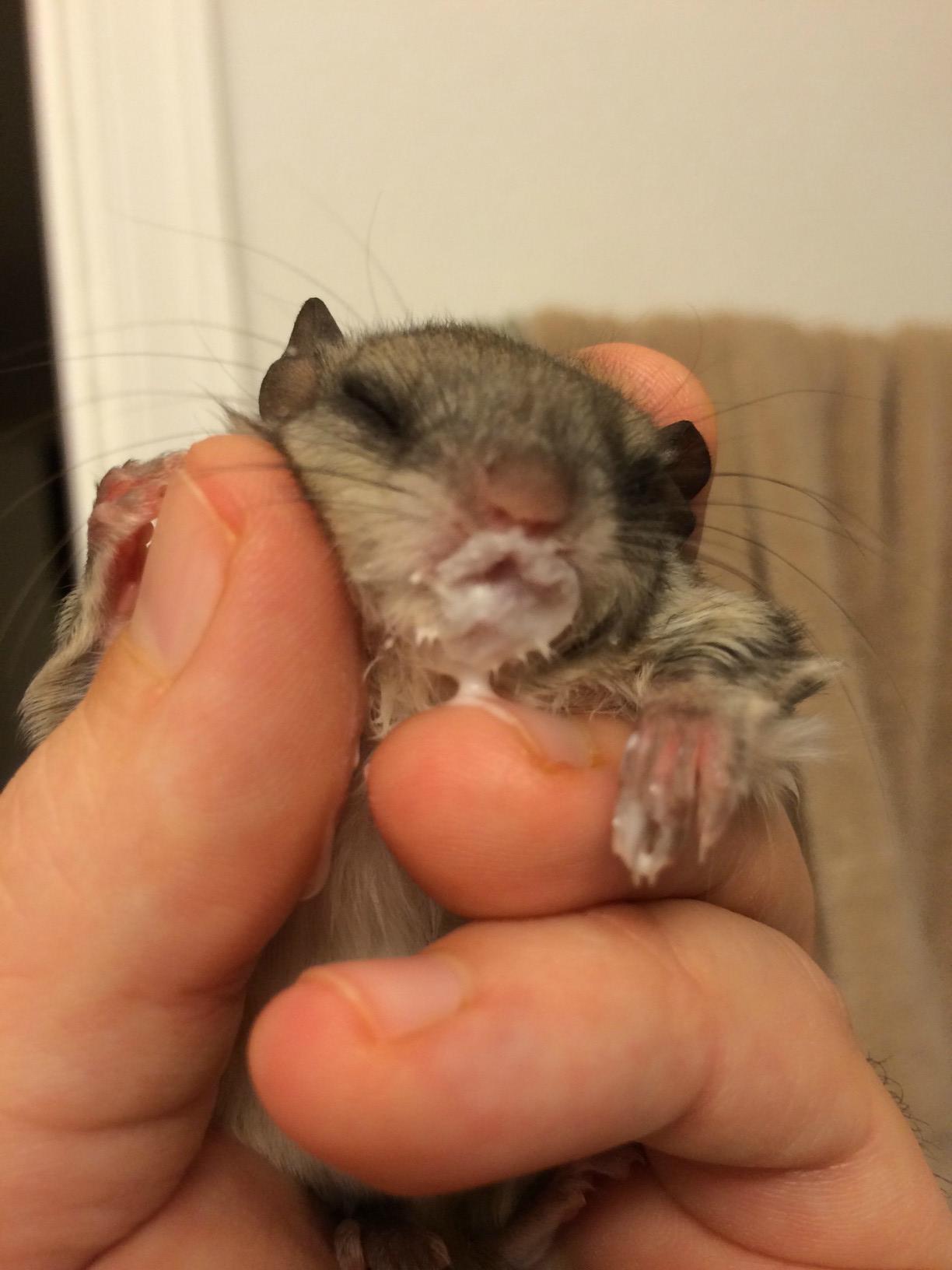 Meet Biscuits, a Newborn Flying Squirrel rescued from the