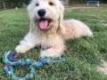 @_bentleydoodle