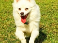 @blizzard_the_eskie