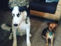 @breck_yoon_the_husky