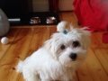 @tedi_happypuppy