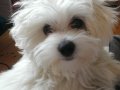 @tedi_happypuppy