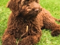 @yatzycobberdog