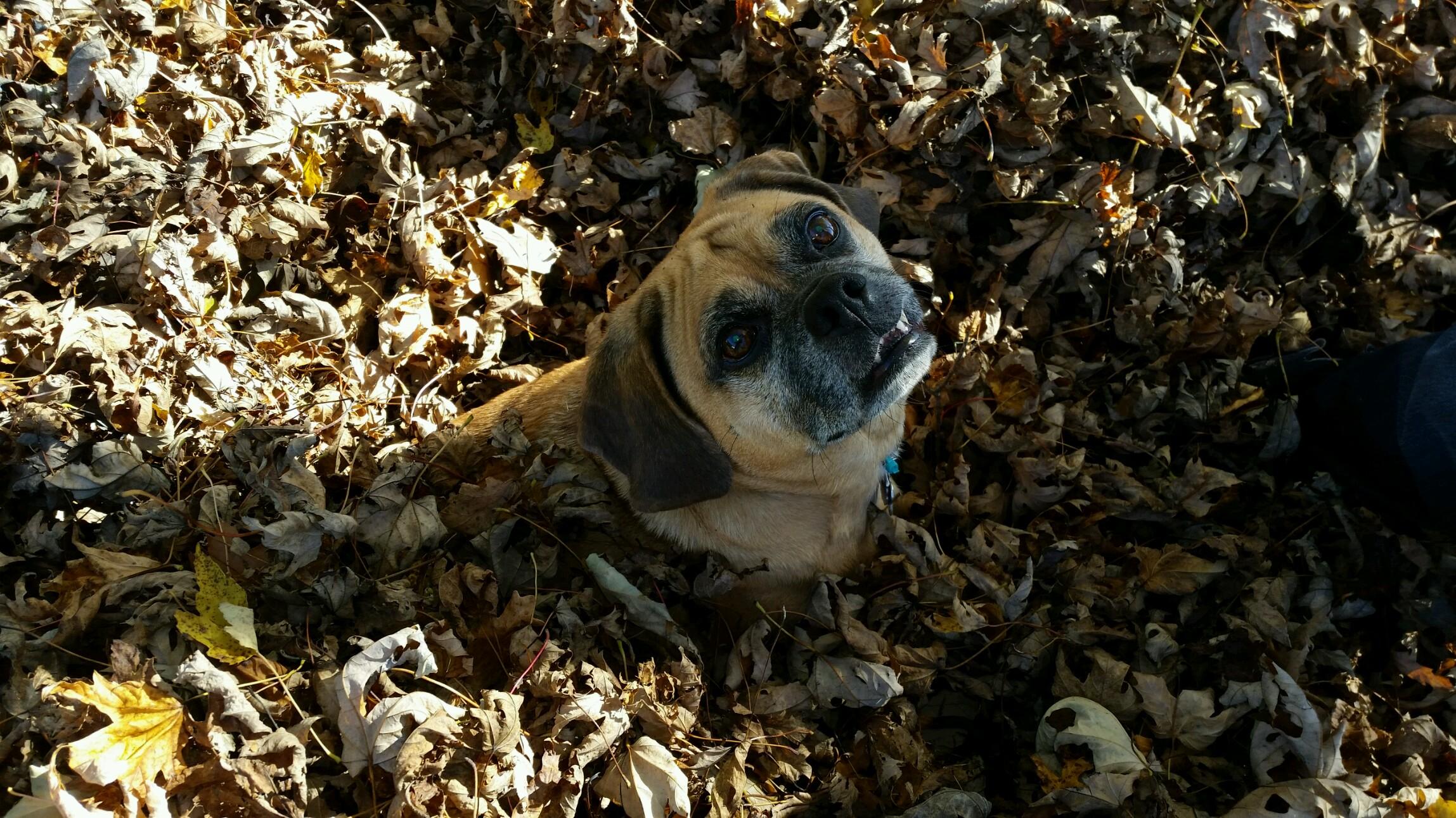 This is Oliver a 6 year old puggle
