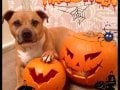 This is Bruce with his pumpkins :-)