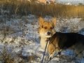 Welsh corgi pembroke Brooklyn