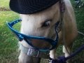 Toby, the miniature horse on his 1st Birthday!