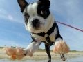 This is Nomzilla! And she loves the beach!